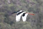 Photo of Ephippiorhynchus asiaticus (black-necked stork) - McDougall (Rockhampton), A.,QPWS,2010
