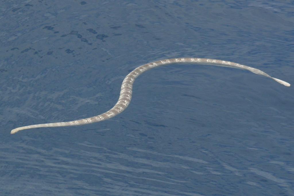 perons sea snake