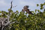 Photo of Pandion cristatus (eastern osprey) - McDougall (Rockhampton), A.,QPWS,2010