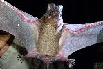 Photo of Chaerephon jobensis (northern freetail bat) - Best, R.,QPWS,2010