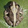 Photo of Platyplectrum ornatum (ornate burrowing frog) - Best, R.,QPWS,2010