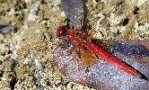 Photo of Diplacodes haematodes (scarlet percher) - Best, R.,QPWS,2010