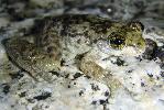 Photo of Litoria lorica (little waterfall frog) - Best, R.,QPWS,2010