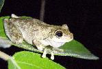 Photo of Litoria rothii (northern laughing treefrog) - Best, R.,QPWS,2010