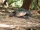 Photo of Elseya oneiros (Gulf snapping turtle) - Freeman, A.,Queensland Parks And Wildlife Service (QPWS),2010