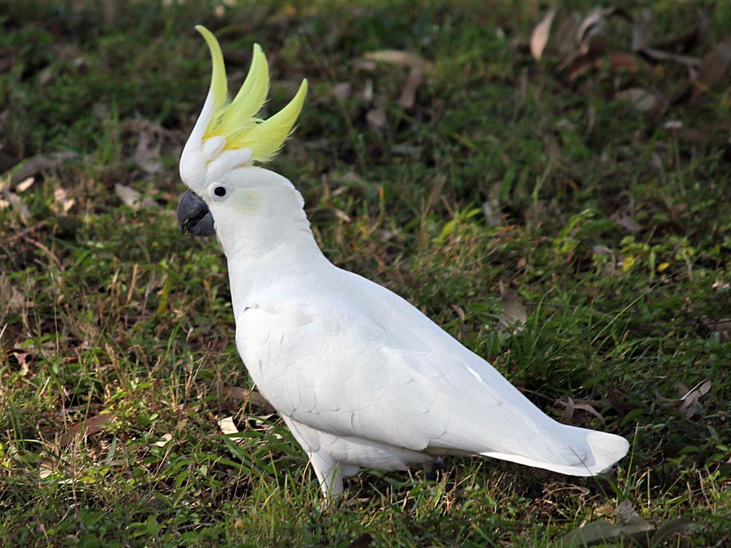 cockatoo species that arent loud