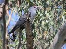 Photo of Scythrops novaehollandiae (channel-billed cuckoo) - Jones, K.,Ken Jones,2013