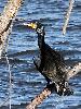 Photo of Phalacrocorax carbo (great cormorant) - Jones, K.,Ken Jones,2012