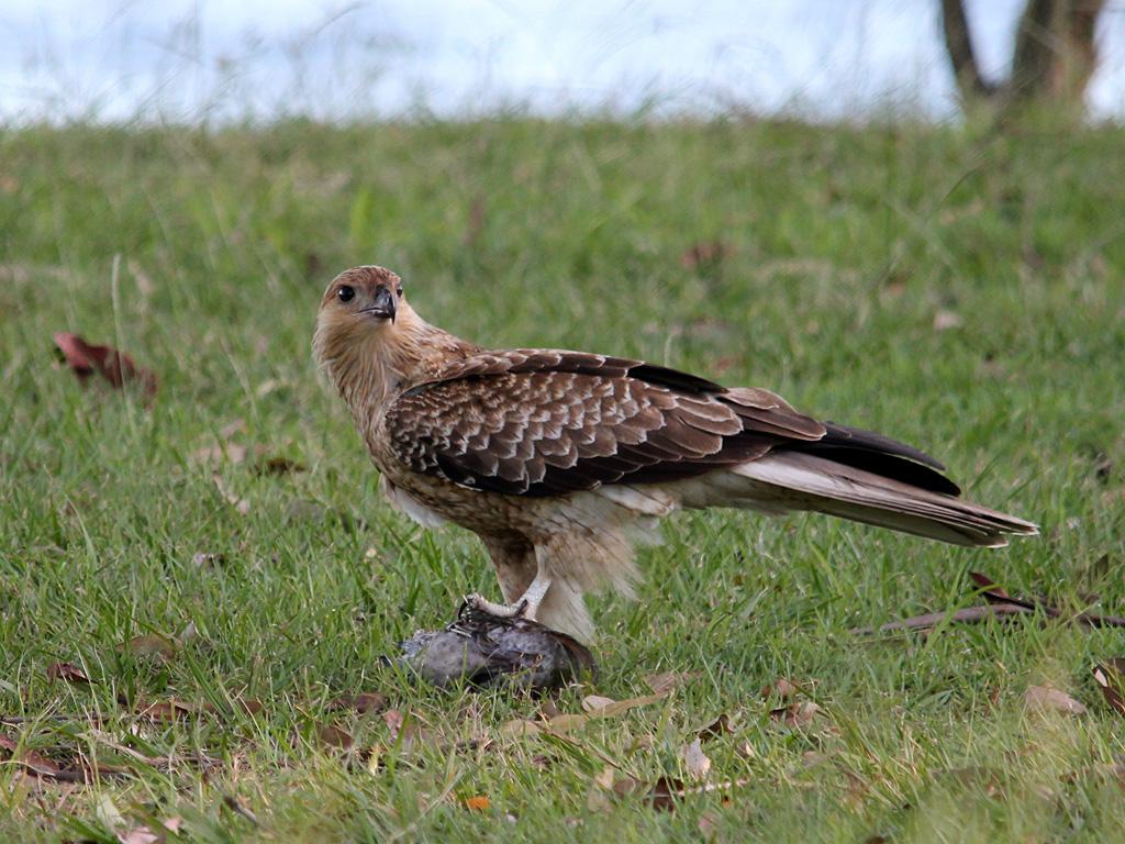 Species profile—Haliastur sphenurus (whistling kite) | Environment, land  and water | Queensland Government