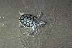 Photo of Natator depressus (flatback turtle) - Queensland Government