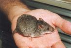 Photo of Xeromys myoides (water mouse) - NPRSR,1999