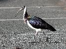Photo of Threskiornis spinicollis (straw-necked ibis) - Jones, K.,Ken Jones,2012