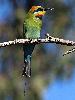 Photo of Merops ornatus (rainbow bee-eater) - Jones, K.,Ken Jones,2013