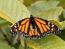 Photo of Danaus plexippus (monarch) - Jones, K.,Ken Jones,2013