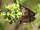 Photo of Danaus plexippus (monarch) - Jones, K.,Ken Jones,2013