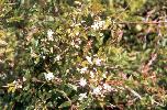 Photo of Austromyrtus dulcis (midgen berry) - Ford, L.,DES,1995