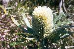 Photo of Banksia aemula (wallum banksia) - Ford, L.,NPRSR,1995