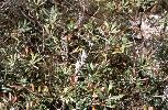 Photo of Banksia oblongifolia (dwarf banksia) - Ford, L.,NPRSR