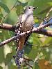 Photo of Cacomantis variolosus (brush cuckoo) - Jones, K.,Ken Jones,2013