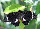 Photo of Papilio aegeus aegeus (orchard swallowtail (Australian subspecies)) - Jones, K.,Ken Jones,2013