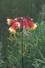 Photo of Blandfordia grandiflora (christmas bells) - Ford, L.,NPRSR,2002