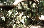Photo of Croton insularis (Queensland cascarilla) - Ford, L.,QPWS,1995