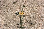 Photo of Daviesia umbellulata () - Ford, L.,NPRSR,1995