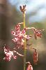Photo of Dipodium variegatum () - Ford, L.,NPRSR,2001