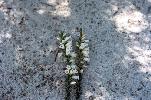 Photo of Epacris obtusifolia (common heath) - Ford, L.,NPRSR,1995