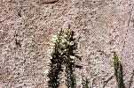 Photo of Epacris obtusifolia (common heath) - Ford, L.,NPRSR,1995