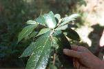 Photo of Ficus coronata (creek sandpaper fig) - Ford, L.,QPWS,1995