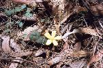 Photo of Hibbertia dentata (trailing guinea flower) - Ford, L.,NPRSR