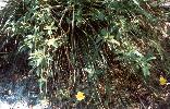Photo of Hibbertia scandens () - Ford, L.,NPRSR,1995