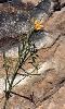Photo of Jacksonia scoparia () - Ford, L.,NPRSR,1995