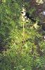 Photo of Lomatia silaifolia (crinkle bush) - Ford, L.,NPRSR,2001
