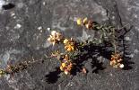 Photo of Pultenaea villosa (hairy bush pea) - Ford, L.,NPRSR,1995