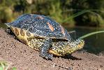 Photo of Mauremys sinensis (Chinese stripe-necked turtle) - Thomson, B.,Bruce Thomson,2013
