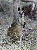 Photo of Wallabia bicolor (swamp wallaby) - Jones, K.,Ken Jones,2014