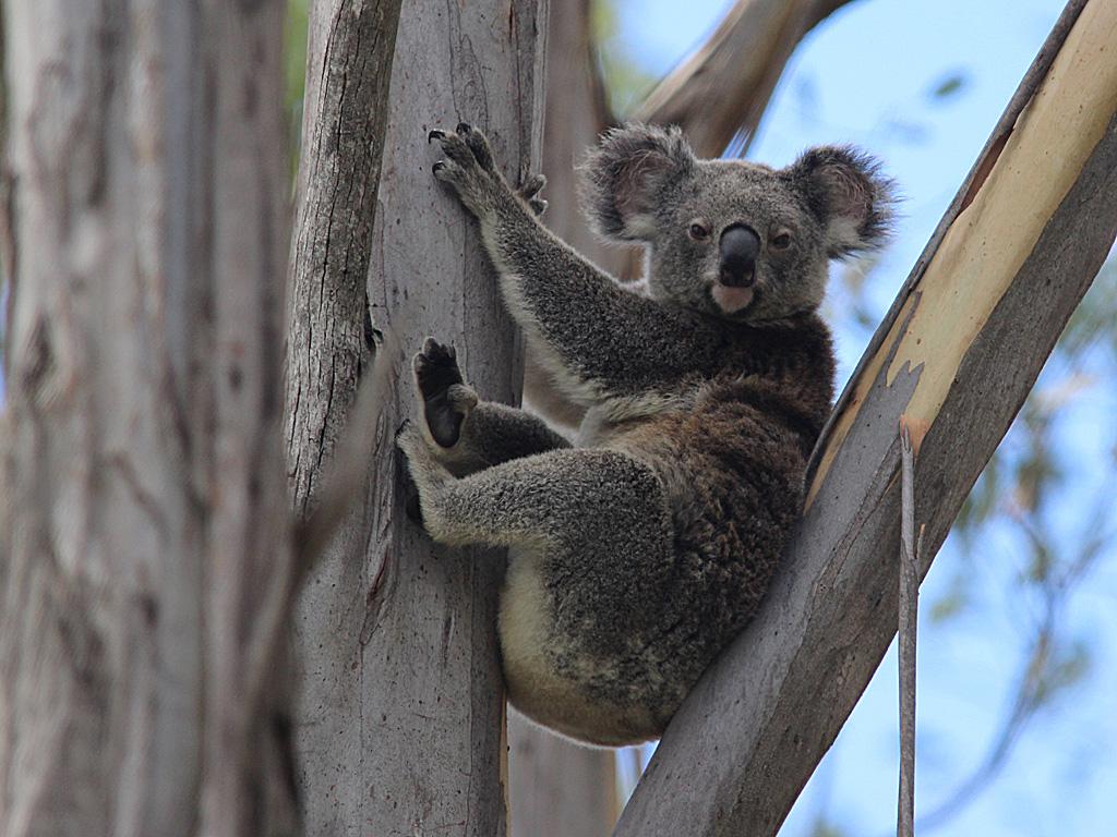 Species profile—Phascolarctos cinereus (koala) | Environment, land and ...