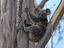 Photo of Phascolarctos cinereus (koala) - Jones, K.,Ken Jones,2014