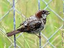 Photo of Passer domesticus (house sparrow) - Jones, K.,Ken Jones,2014