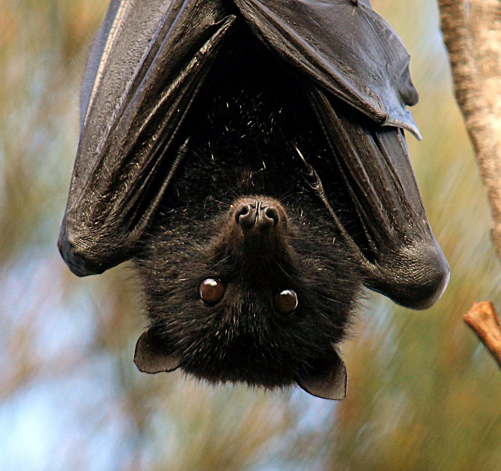 Black Bearded Flying Fox