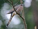 Photo of Cacomantis flabelliformis (fan-tailed cuckoo) - Jones, K.,Ken Jones,2014