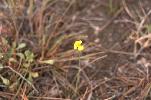 Photo of Xyris juncea (dwarf yellow-eye) - Ford, L.,NPRSR