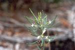 Photo of Zieria laxiflora (wallum zieria) - Ford, L.,NPRSR,1995