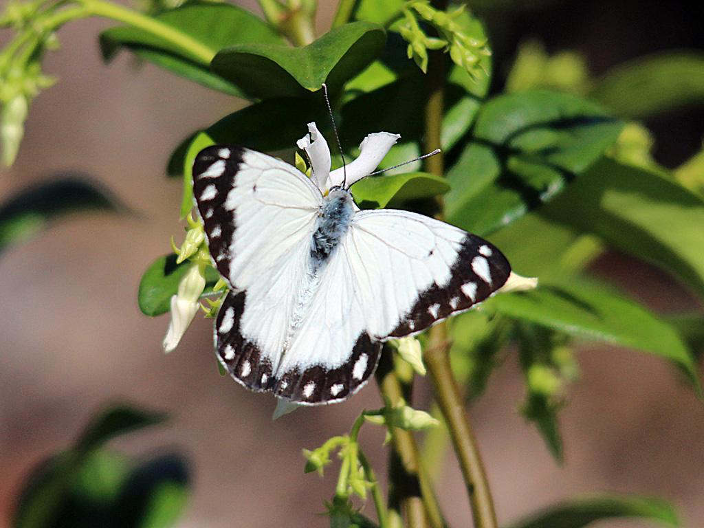 Caper White Butterfly - The Australian Museum
