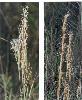 Photo of Andropogon virginicus (whiskey grass) - Ford, L.,NPRSR