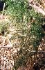 Photo of Asparagus plumosus (feathered asparagus fern) - Ford, L.,NPRSR,1995