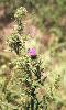 Photo of Cirsium vulgare (spear thistle) - Ford, L.,QPWS