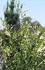 Photo of Gomphocarpus physocarpus (balloon cottonbush) - Ford, L.,QPWS,2002